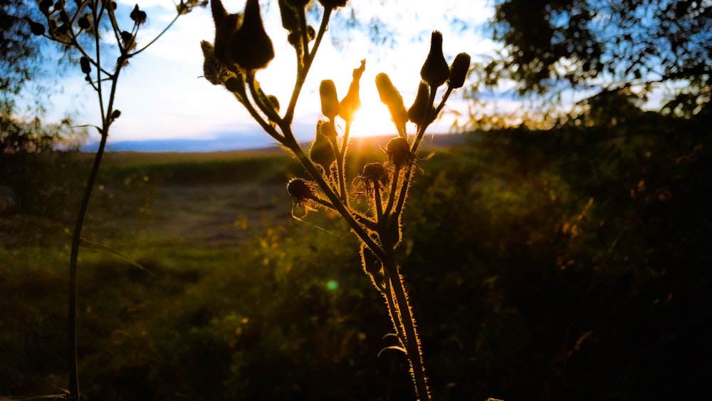 shallow focus photo of plants