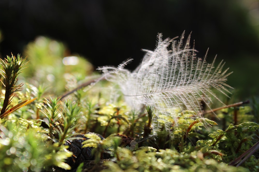 white feather