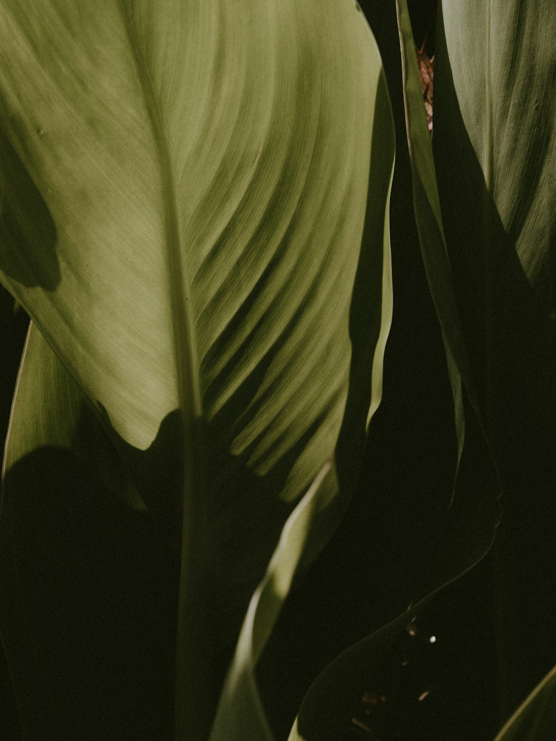 closeup photo of green leafed plants