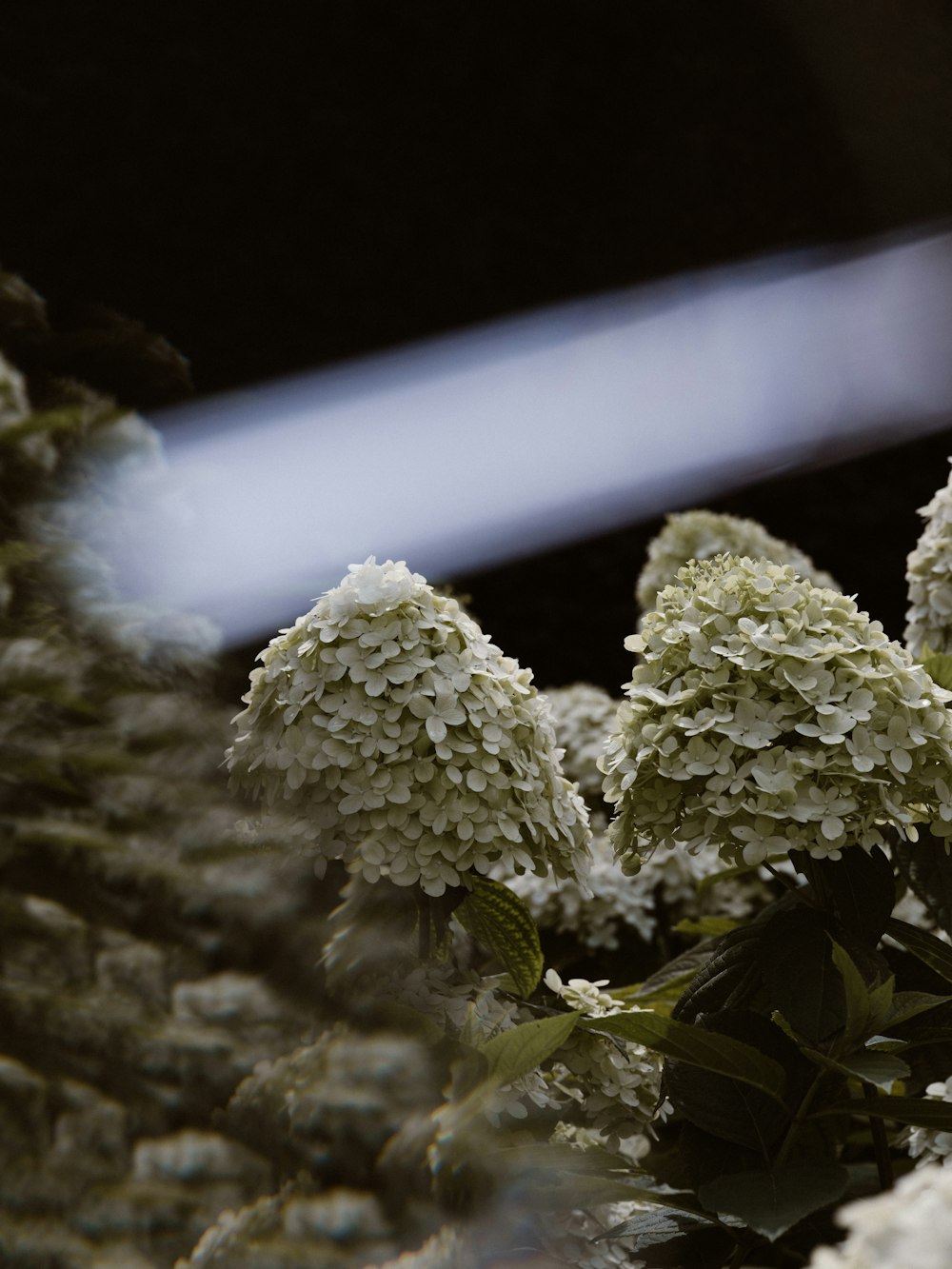 shallow focus photo of green plants