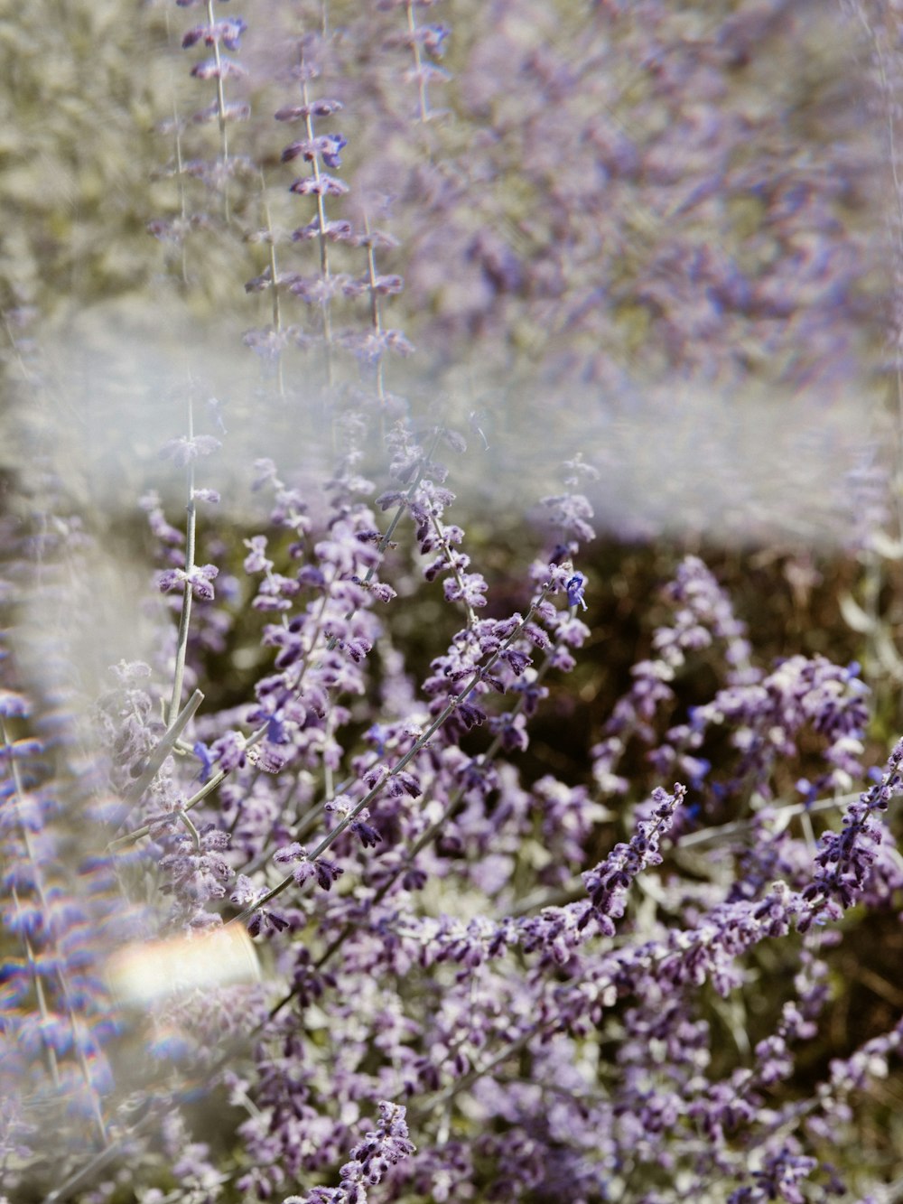 shallow focus photo of purple flowers