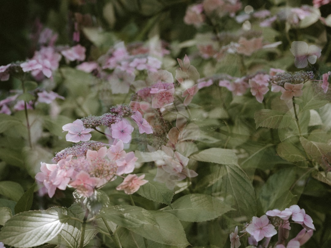 purple petaled flower