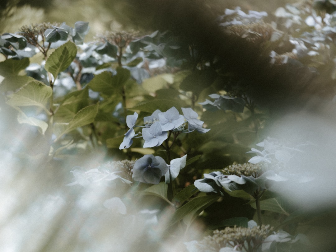 blue petaled flower