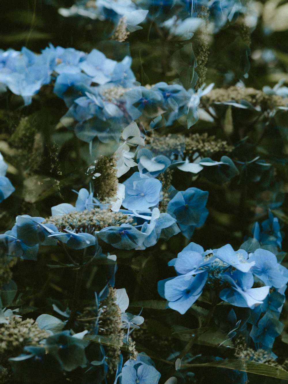 blue flowers in close-up photography