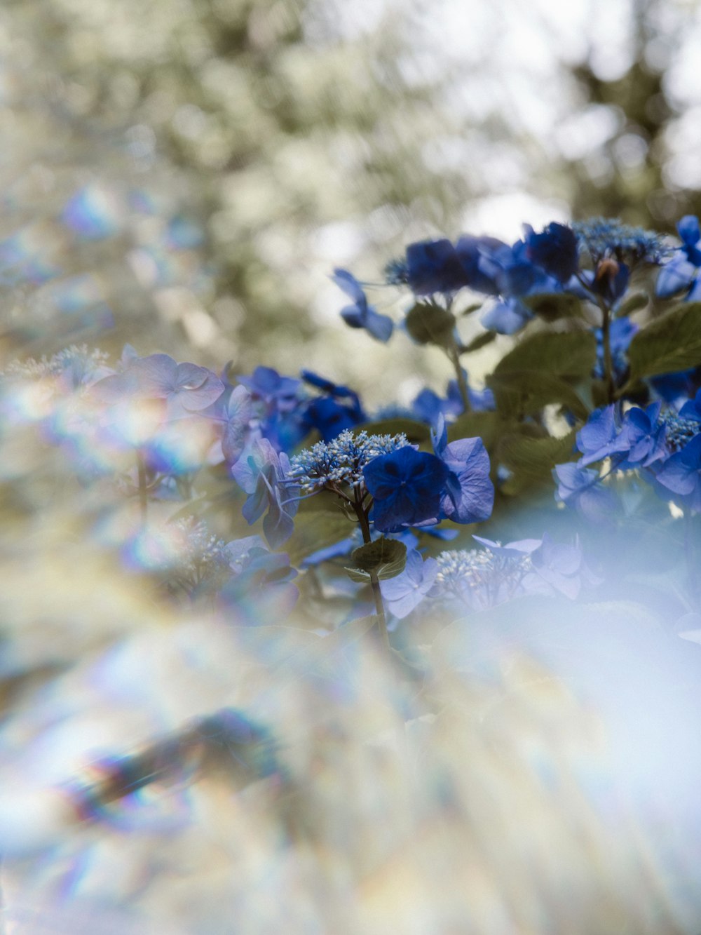 blue flowers during day