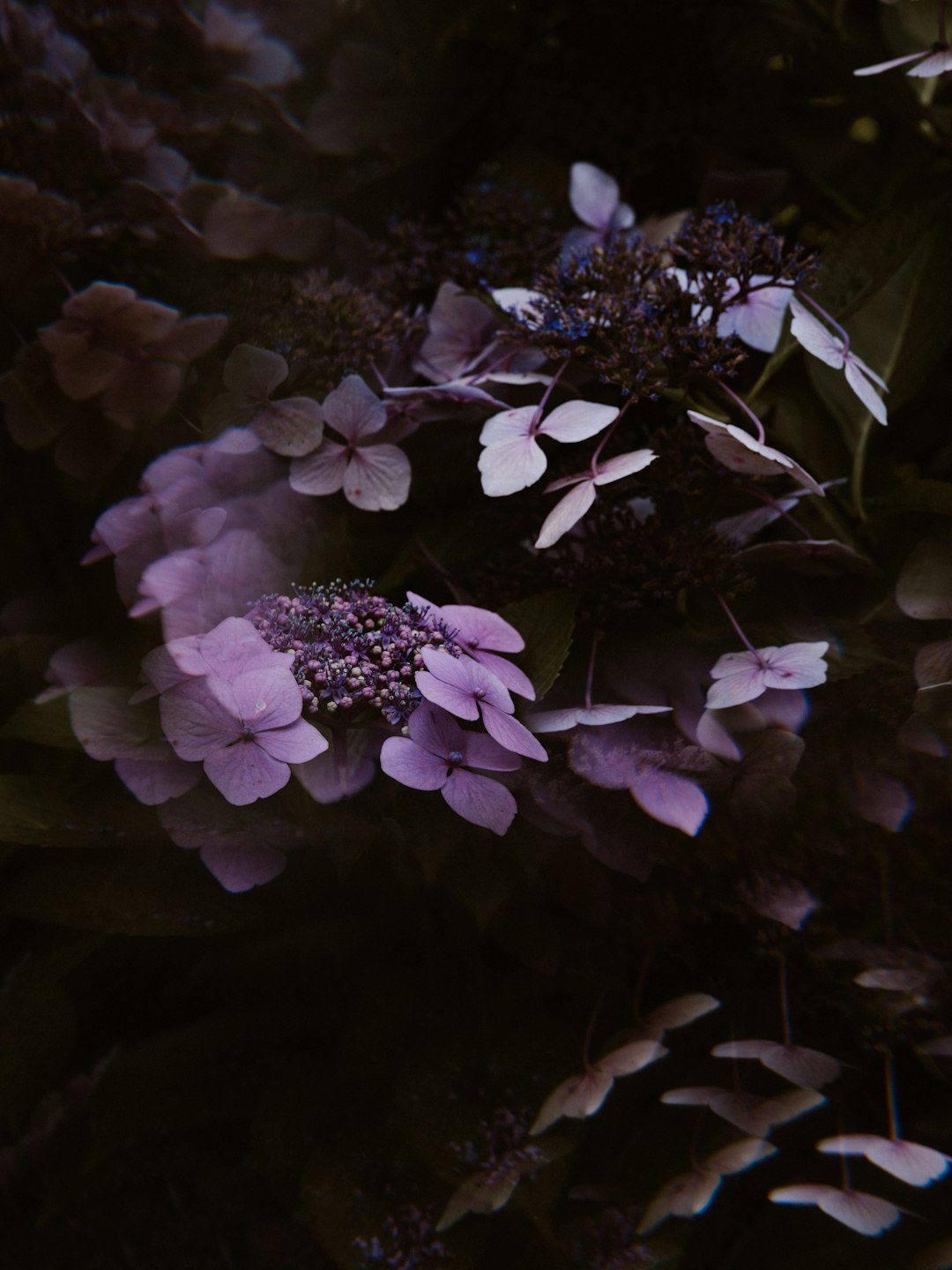 shallow focus photo of purple flowers