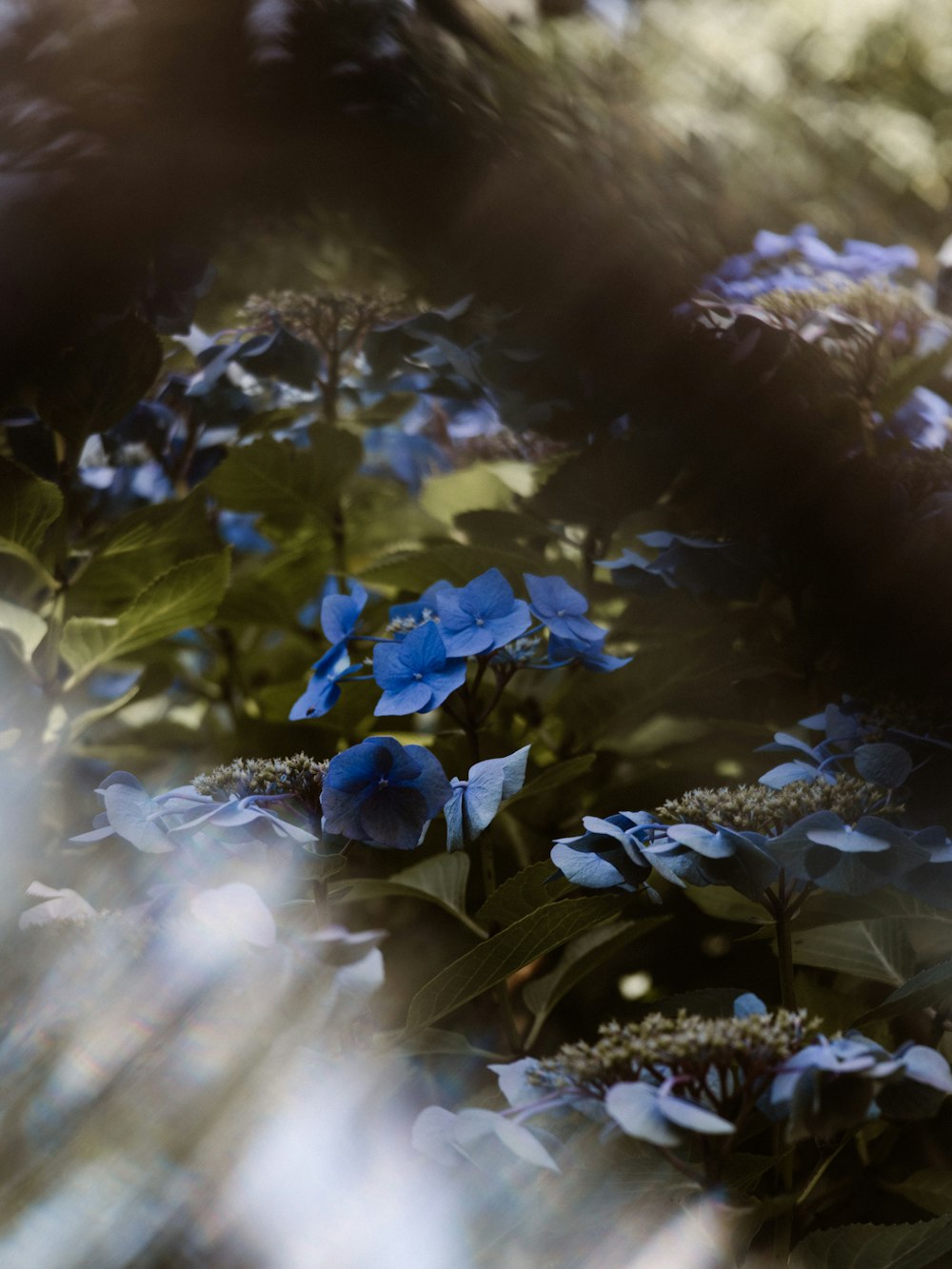 view of blue five petaled flowers