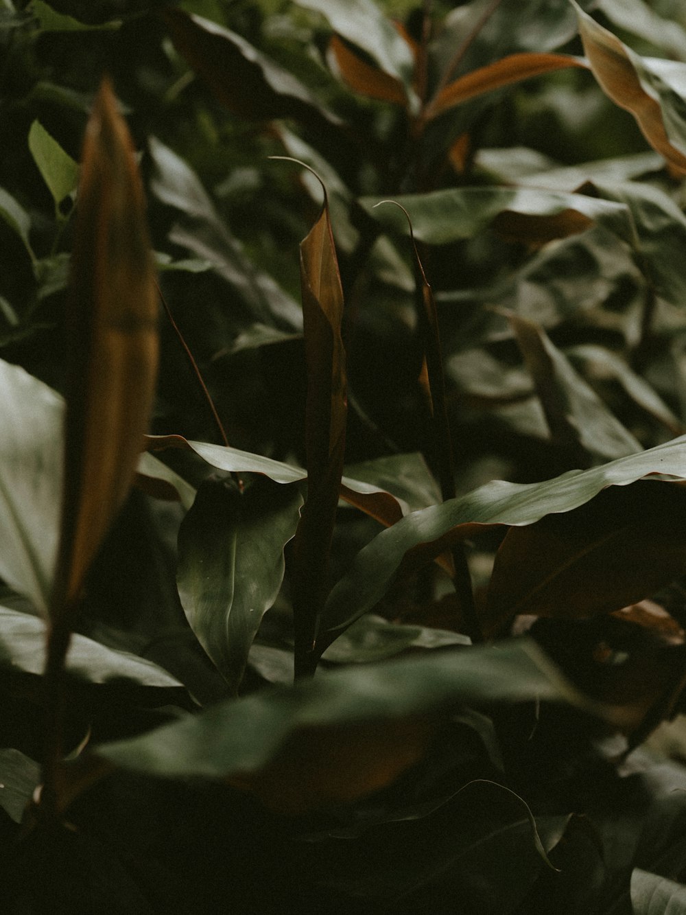 macro photography of green leaf plants