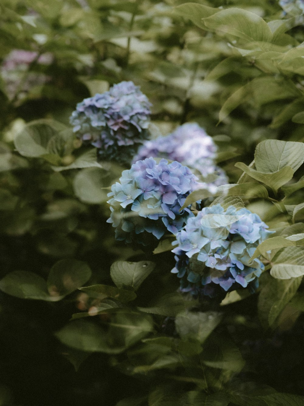 blue cluster flower