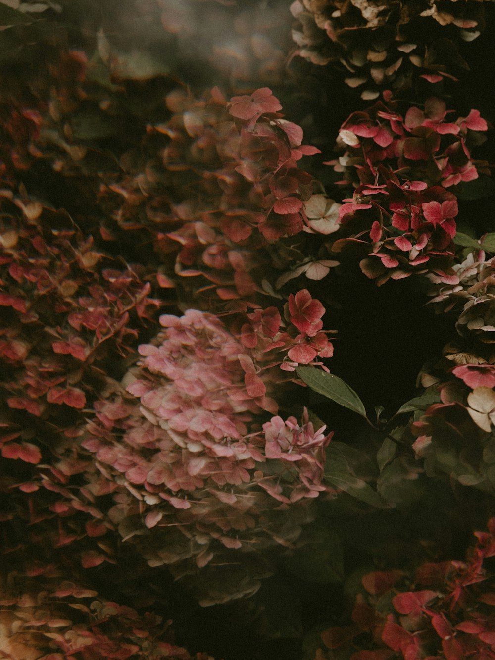 pink flowers and green leaves