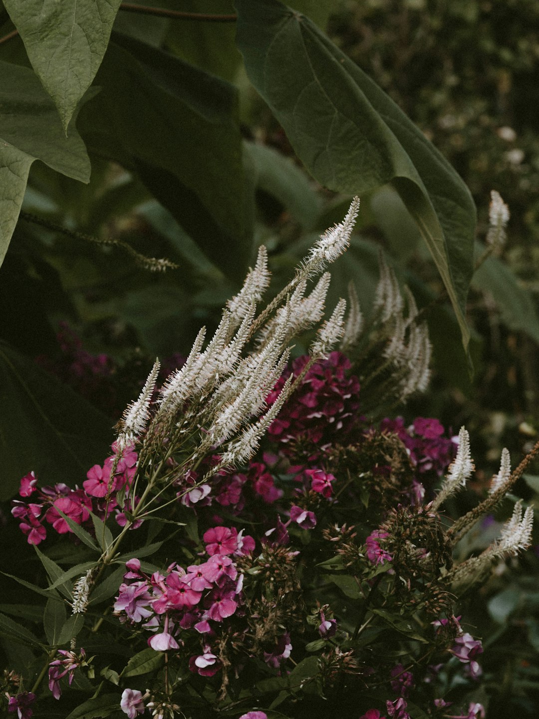 pink and white flower