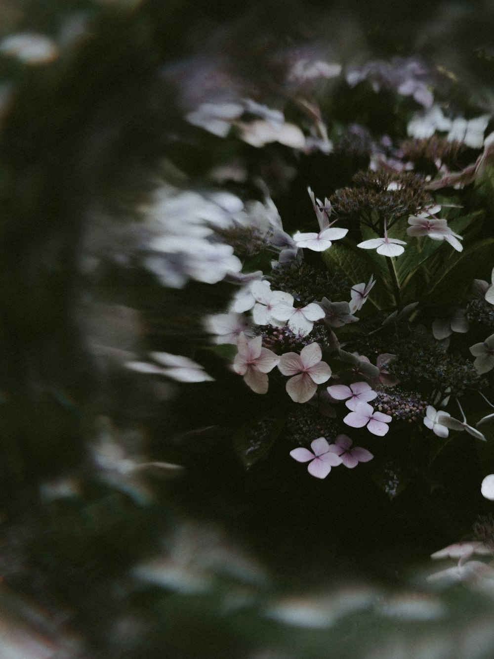 white 4-petaled flowers with blur edges