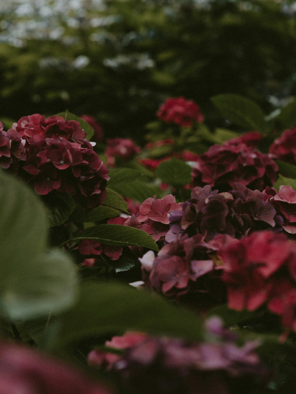 red petaled flower plants