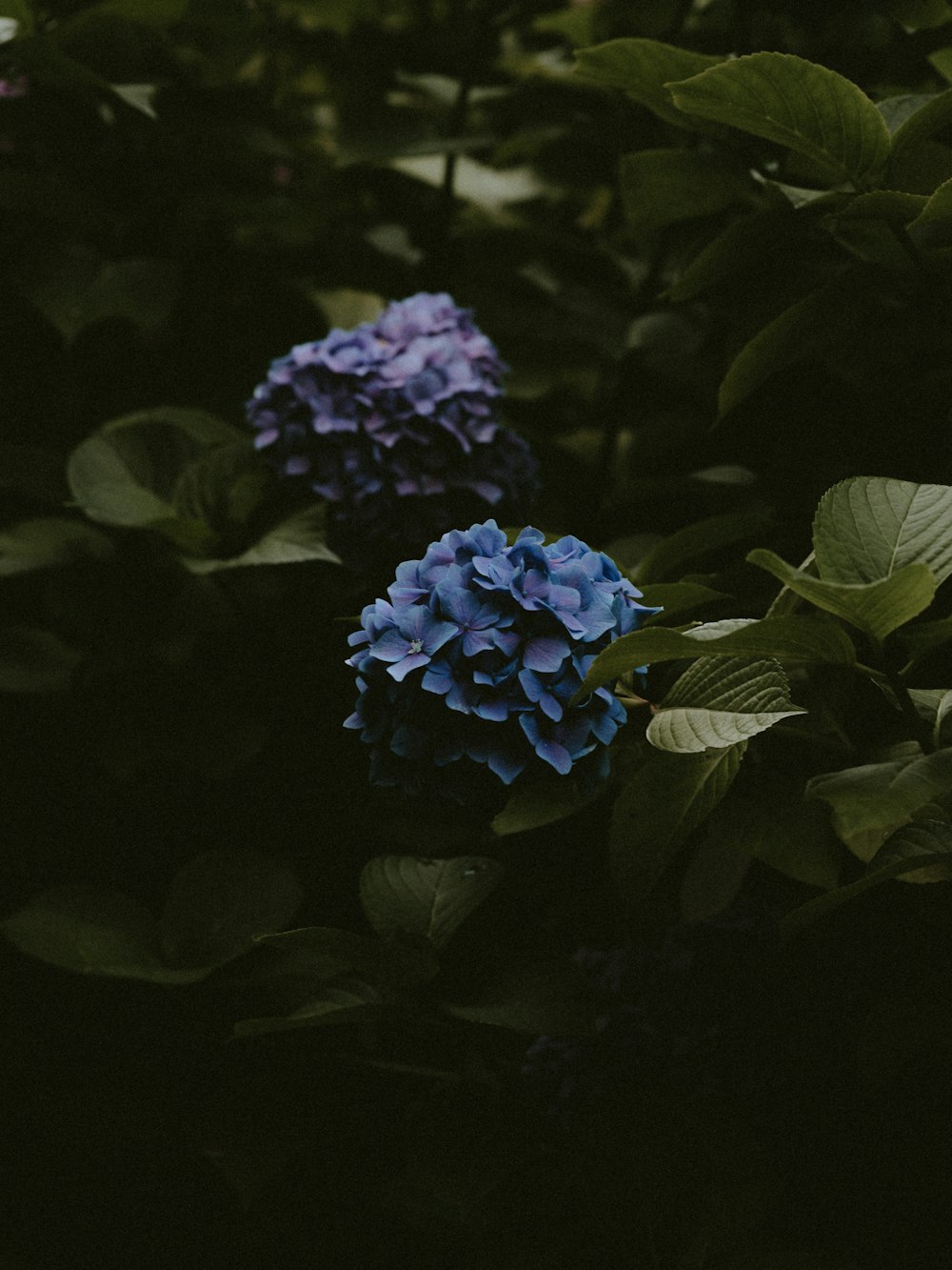 blue petaled flowers during daytime