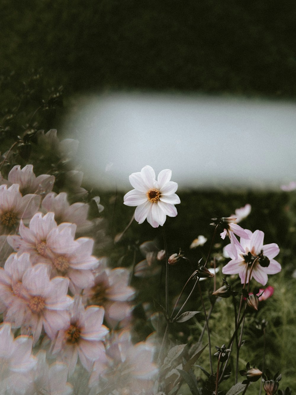 pink-petaled flowers