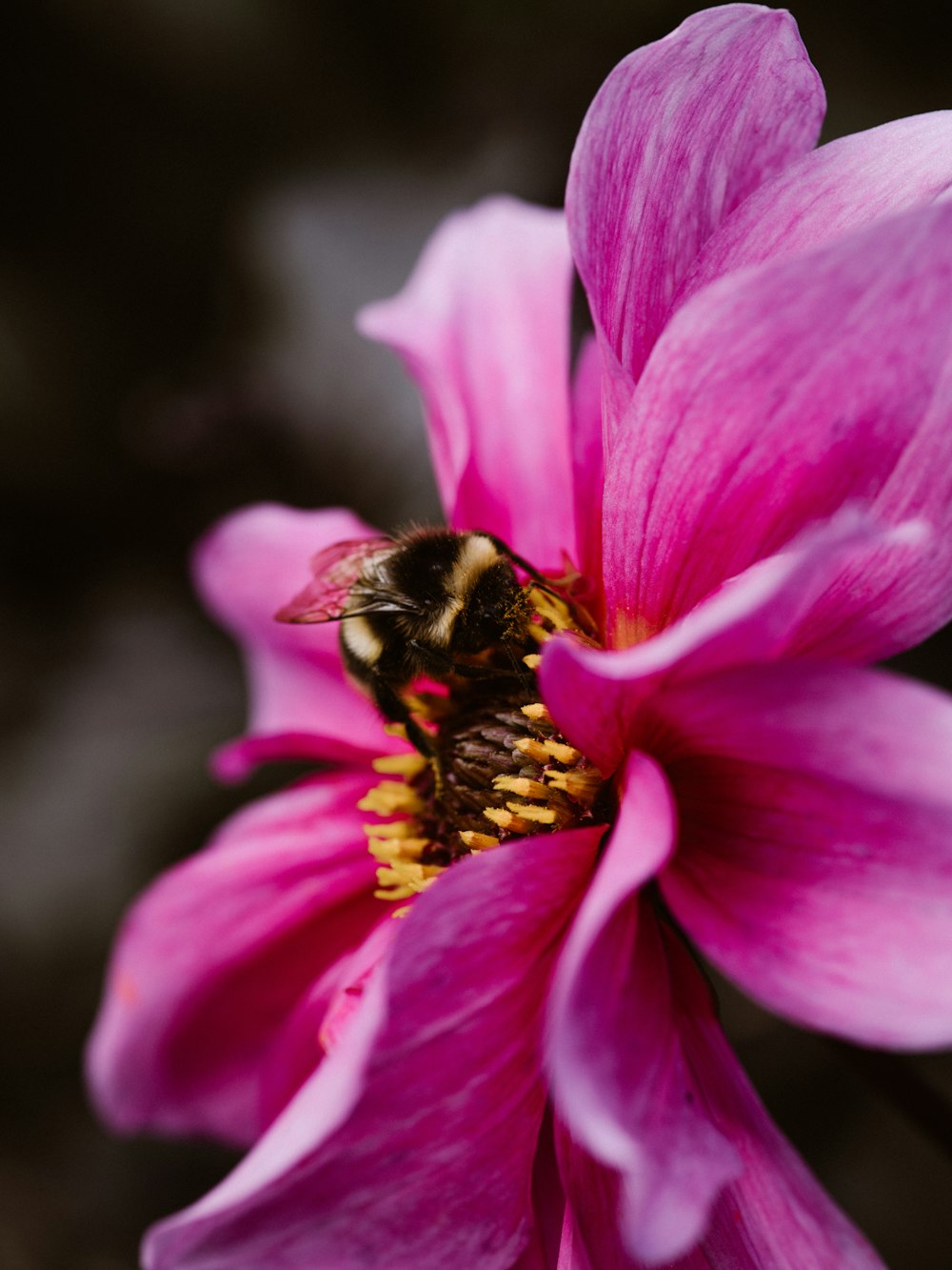 bee perching on pink flower