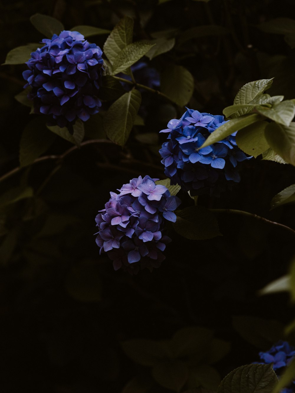 shallow focus photo of blue flowers