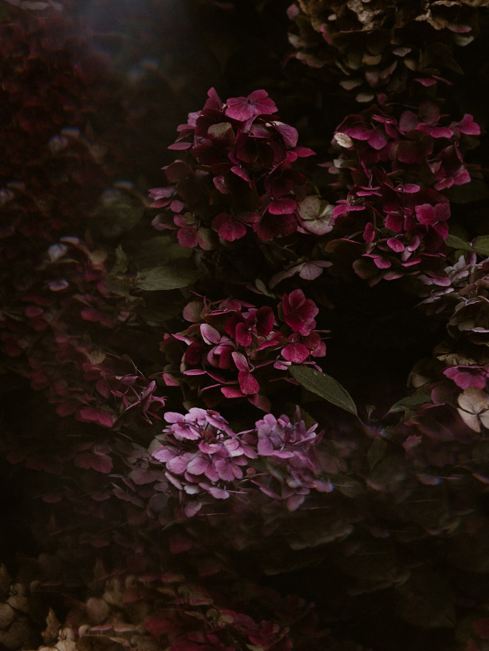 pink petaled flower plant