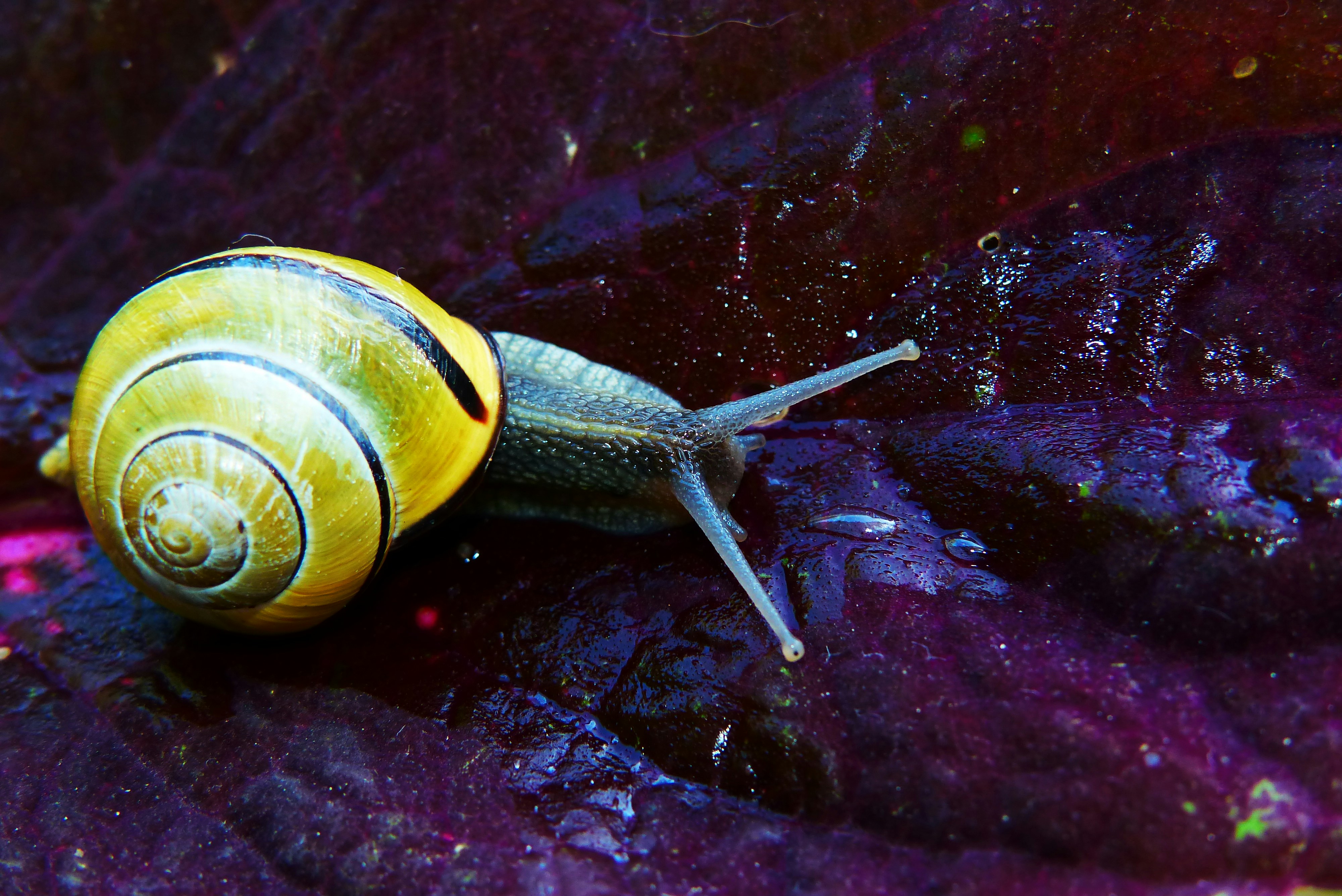 yellow snail photo Free Animal Image on Unsplash