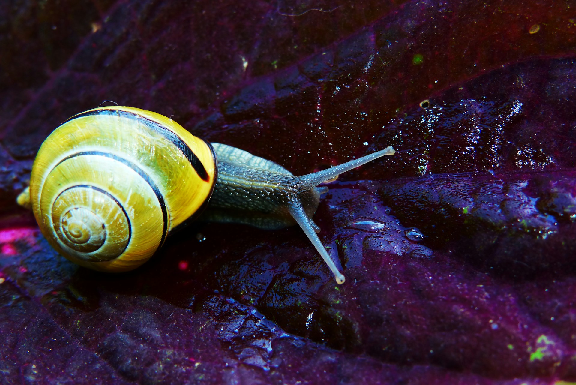 A close-up of a snail moving across a dark, glossy surface. The snail has a yellow shell with black stripes, and its body is extended with tentacles visible. The surface beneath has a purplish hue, possibly a leaf, with water droplets scattered across it.