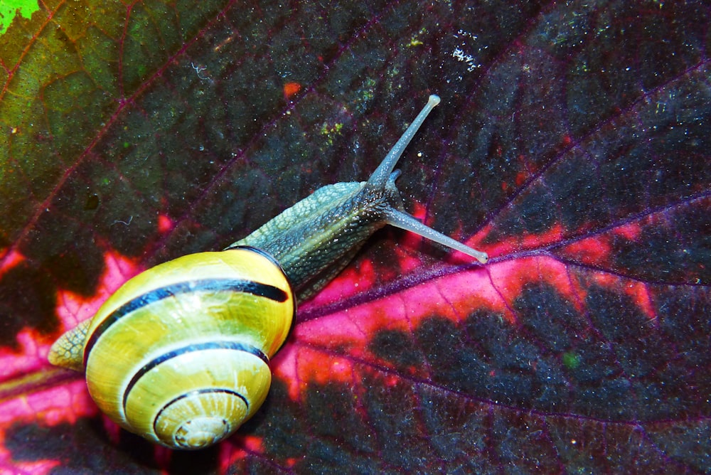 yellow snail