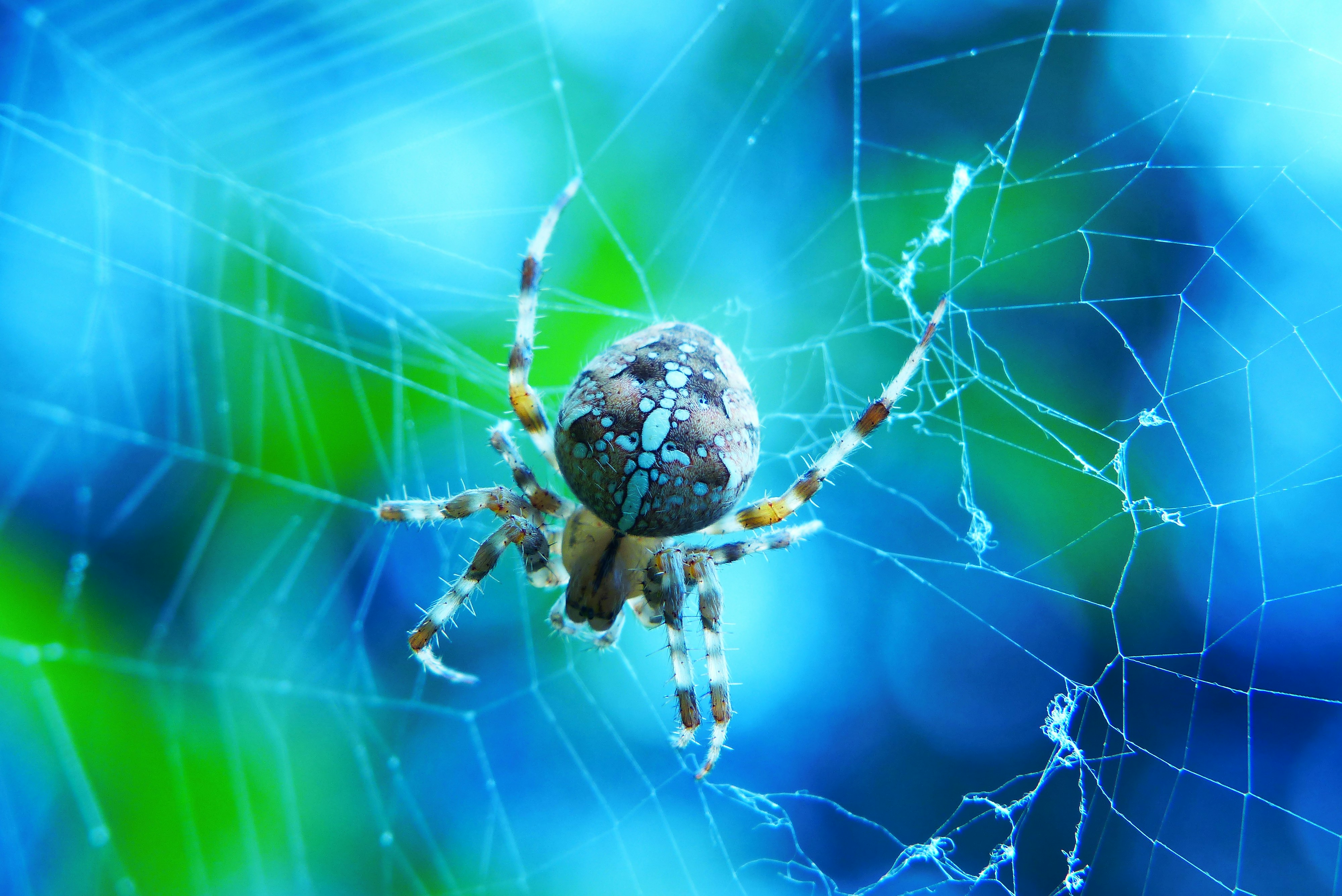 7. Antibacterial Properties for Wound Healing (image credits: unsplash)