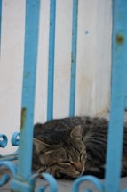 A tabby cat is peacefully sleeping on a concrete surface behind blue iron bars. The scene gives a sense of tranquility with the cat's eyes closed and its body curled up comfortably.