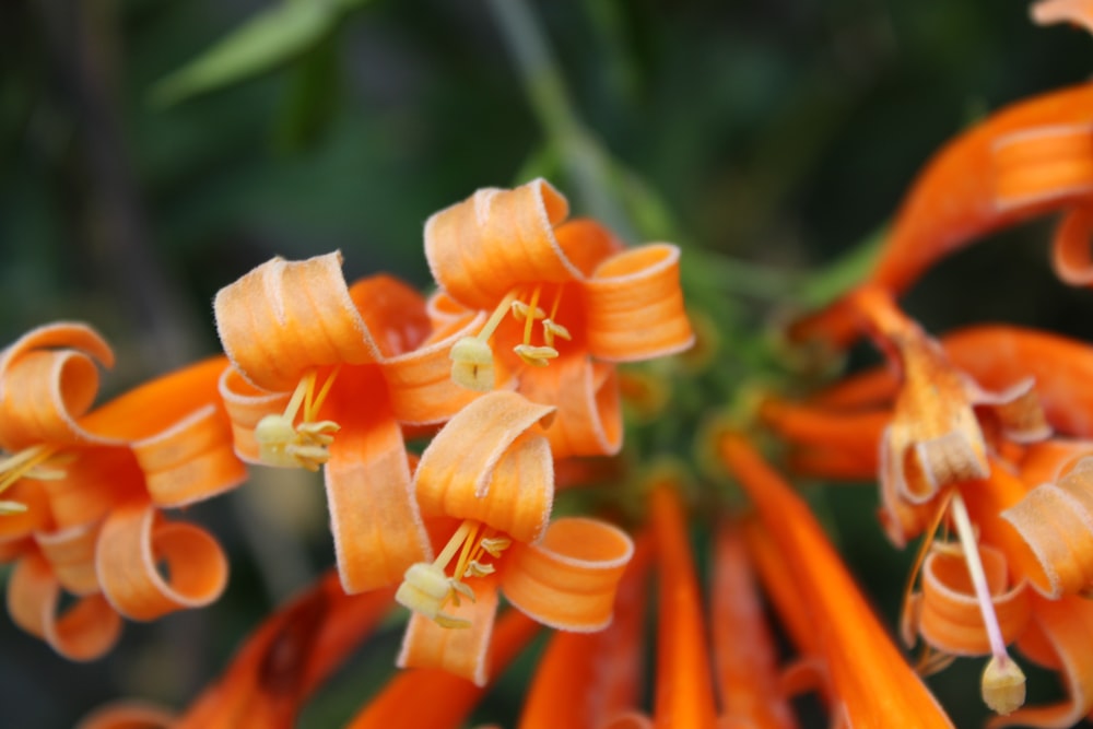 orange-petaled flowers