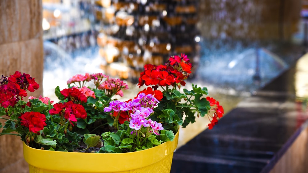 red-petaled flowers