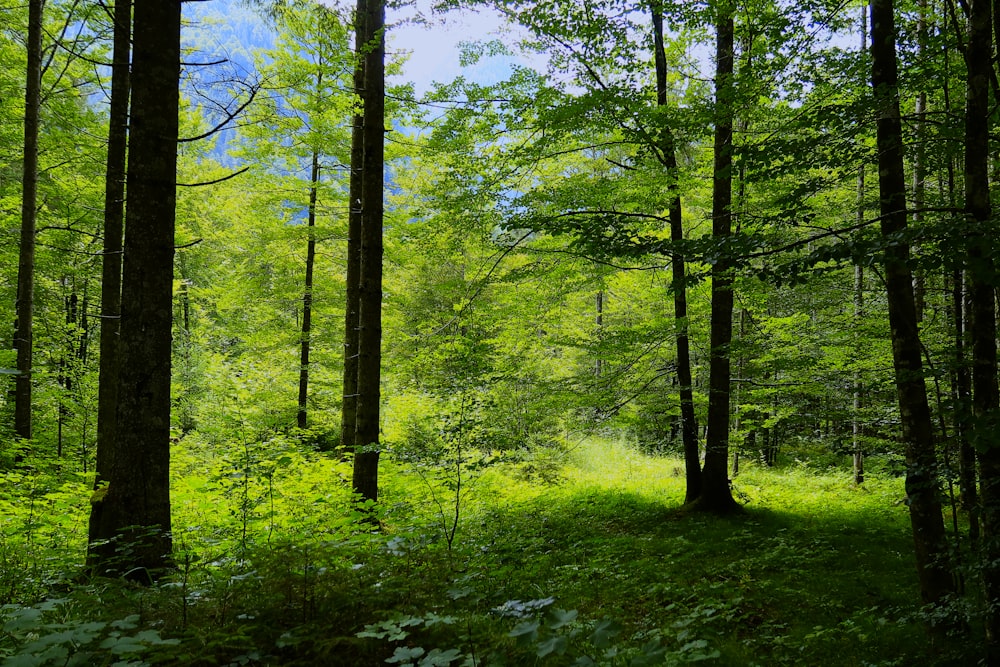 green trees during daytime