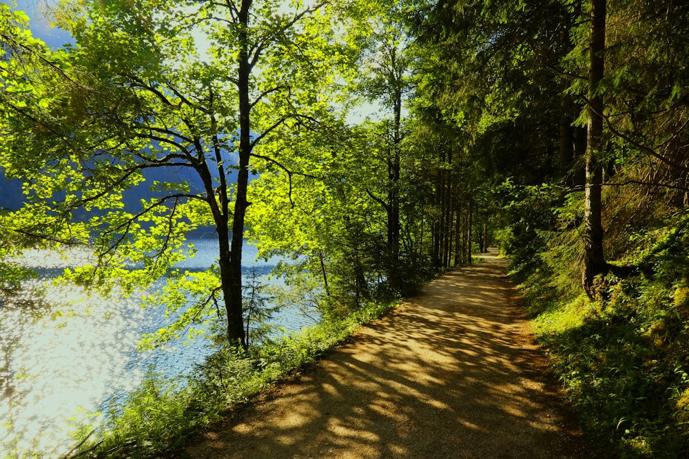 green-leafed trees near body of water