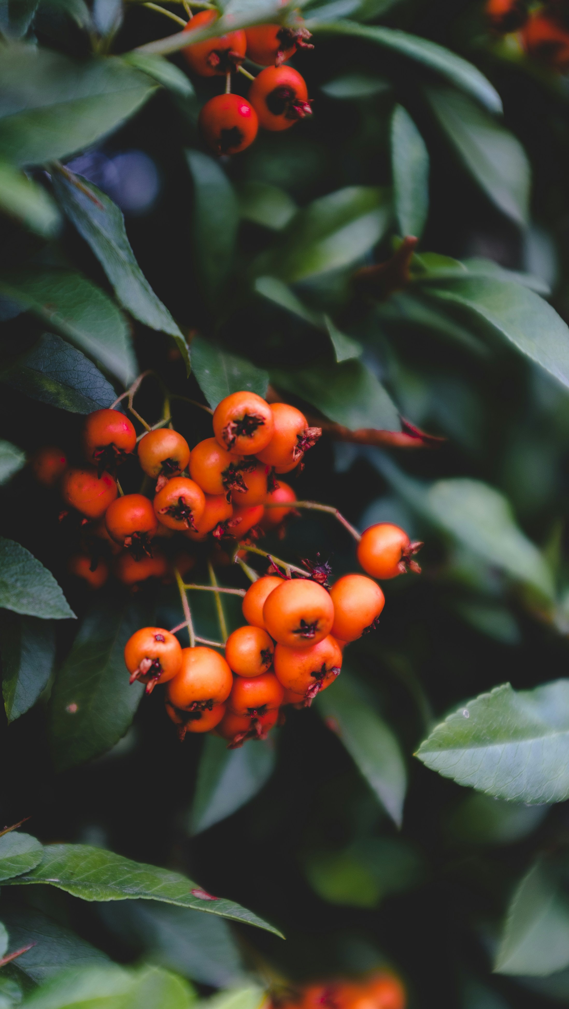 persimmon fruit wallpaper, wallpaper, 6 Manfaat Buah Kesemek untuk Wanita 5