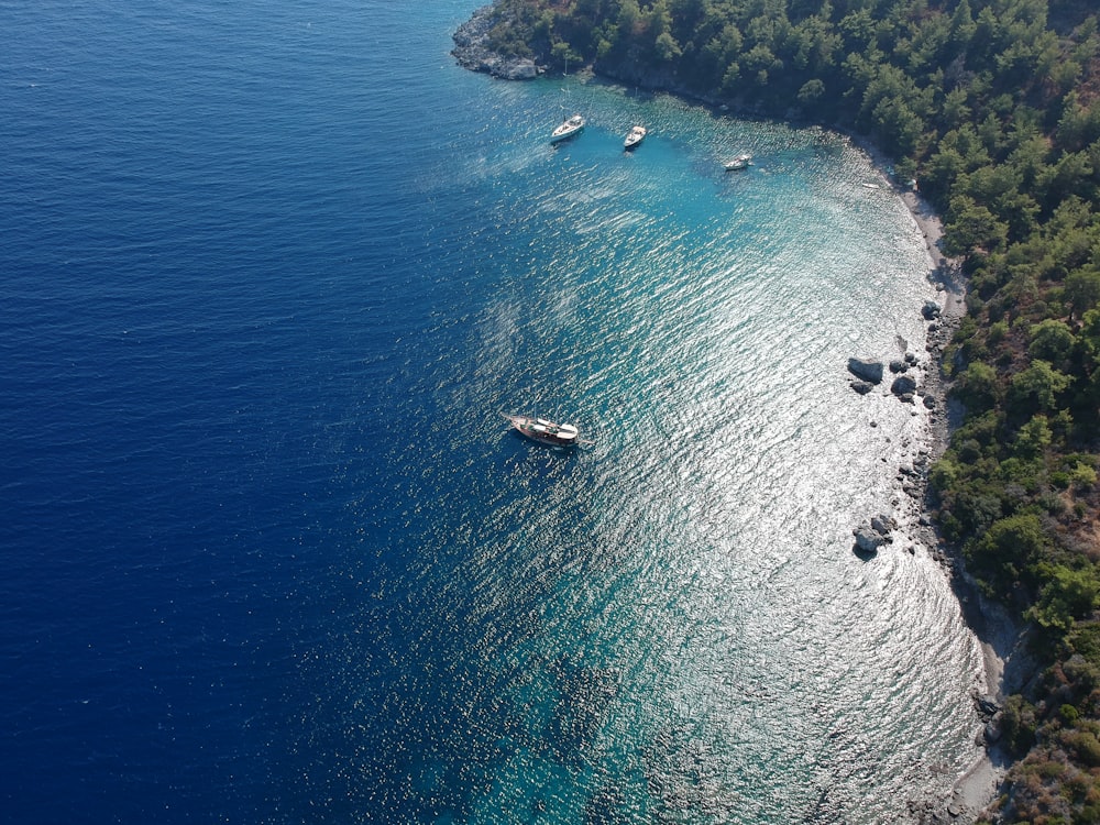 aerial photography of green trees beside sea