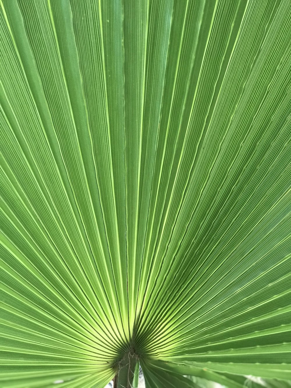 green leaf