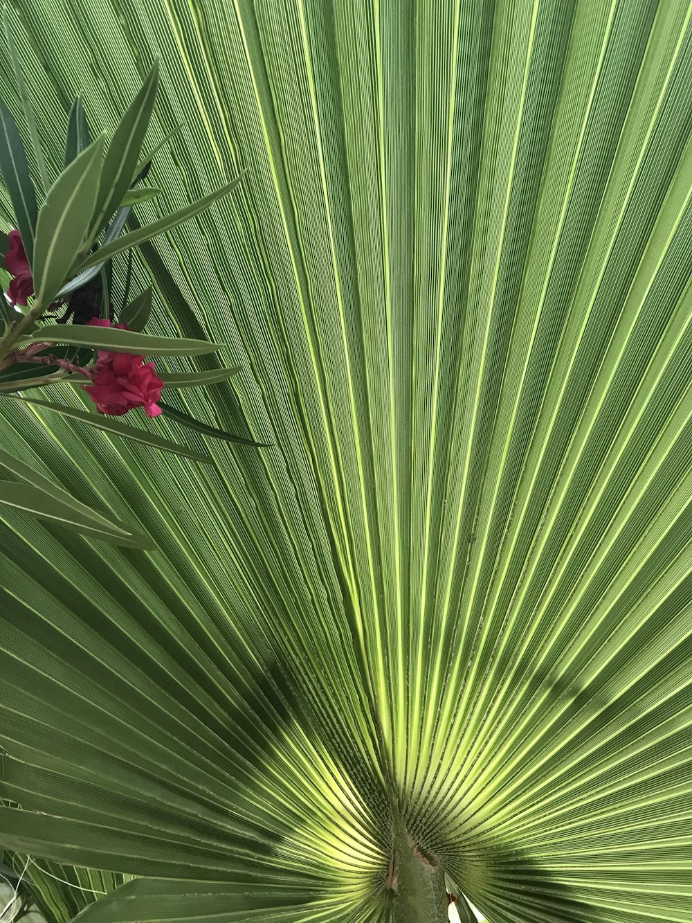 a close up of a palm leaf with a red flower