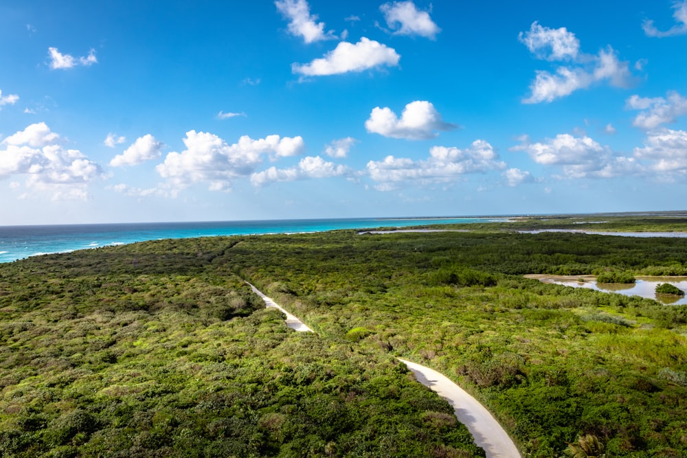 aerial photography of trees under clear blue sky