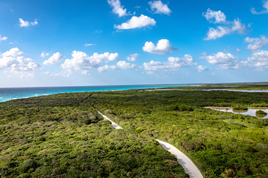aerial photography of trees under clear blue sky, Road to paradise