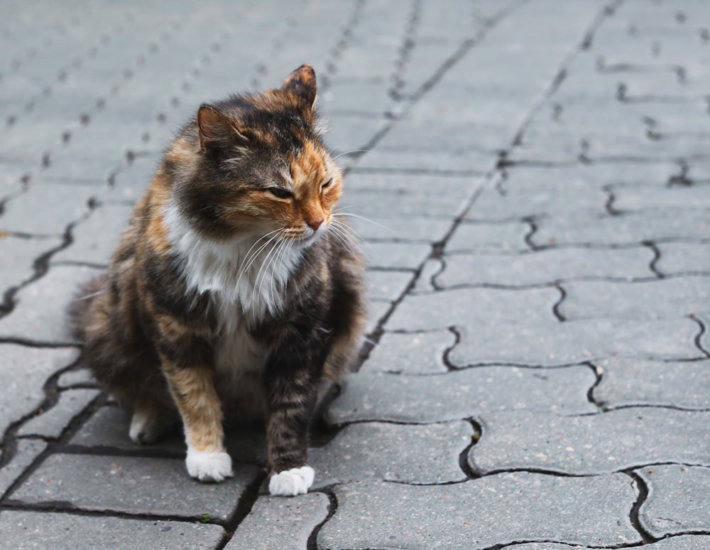 black, brown, and white calico cat