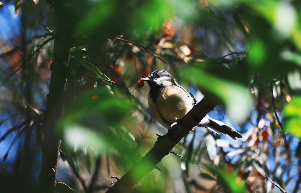 shallow focus photo of brown and black bird