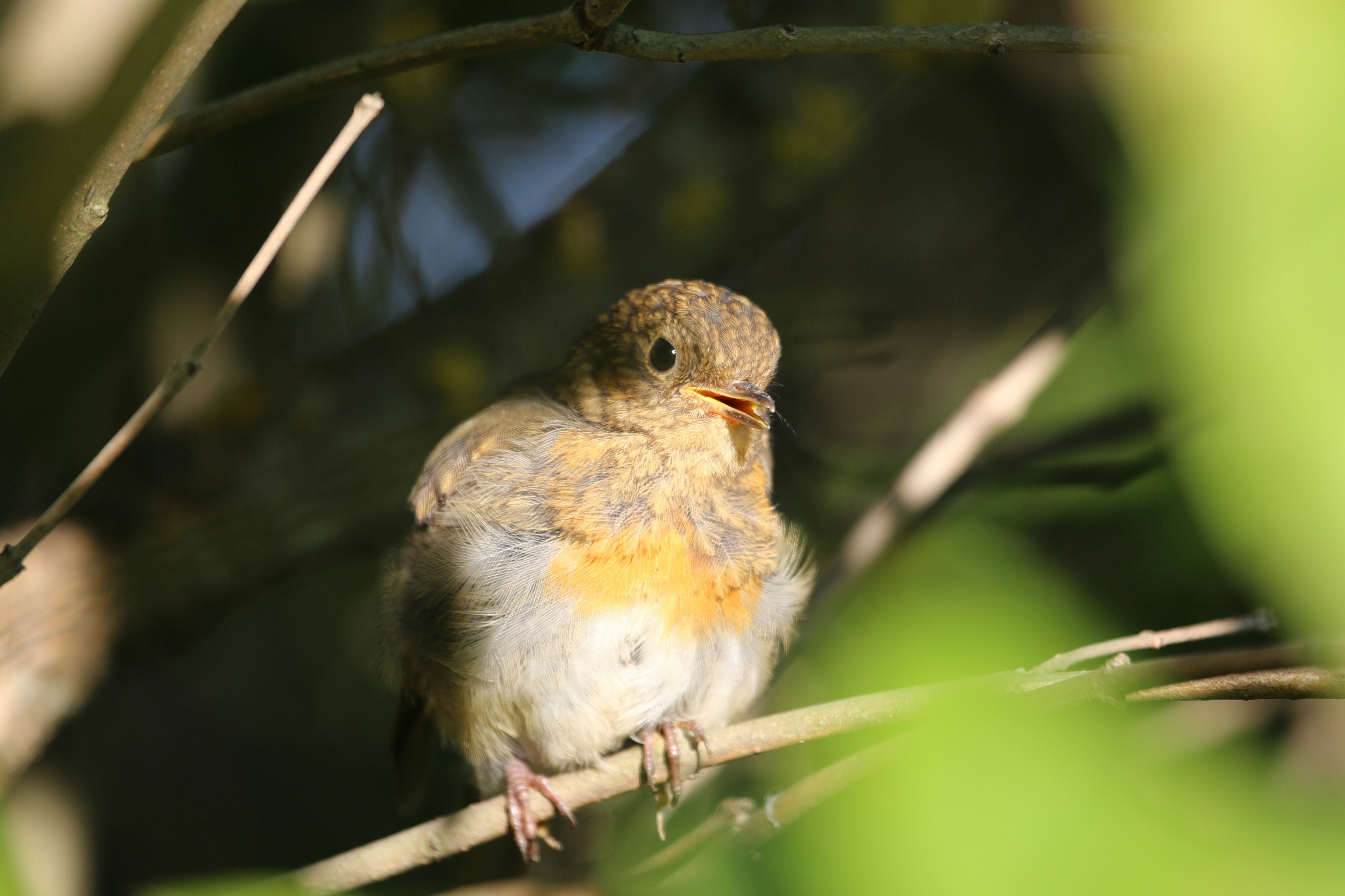 pájaro marrón, amarillo y blanco en la rama