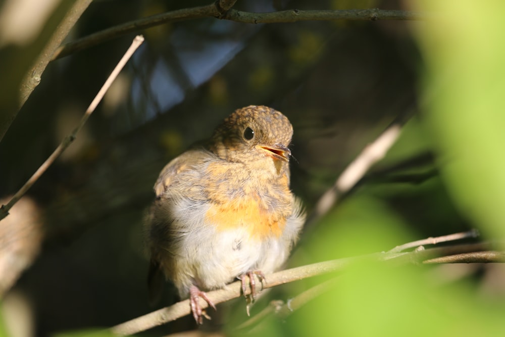 brown, yellow, and white bird on branch