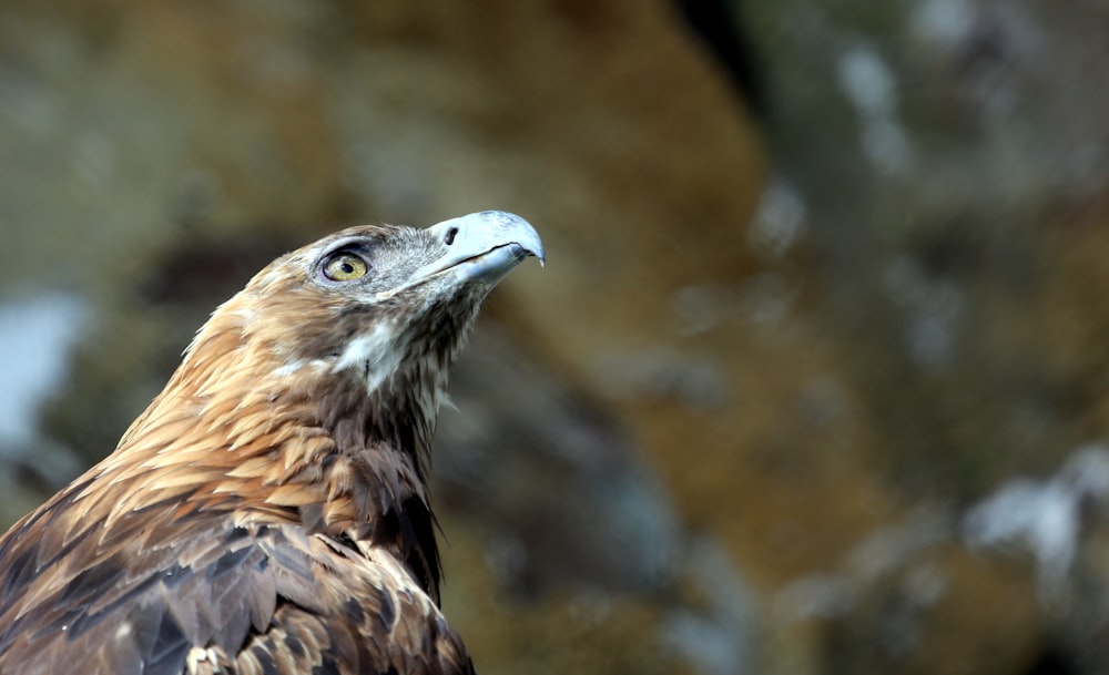 Photographie sélective de l’aigle brun