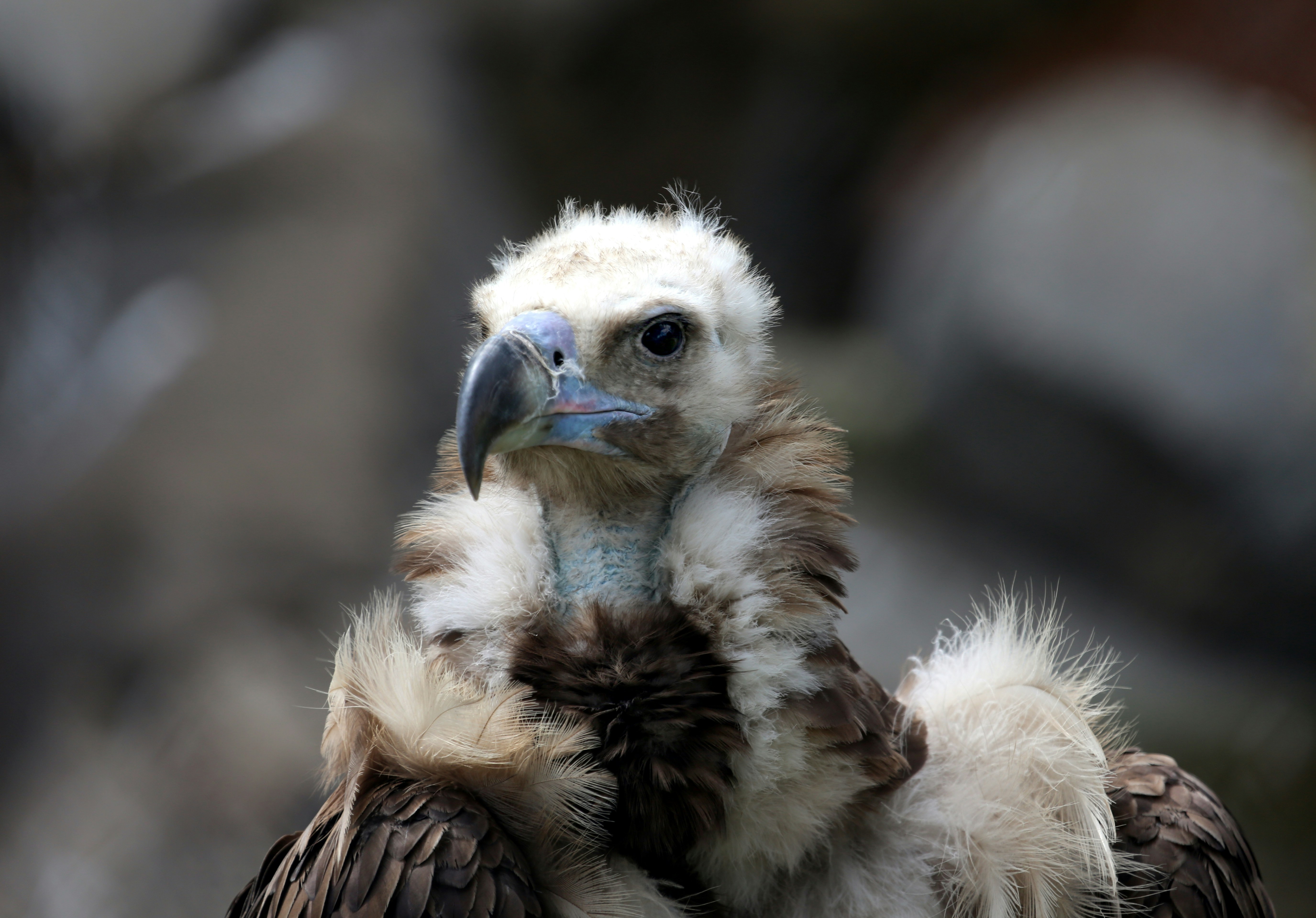 A profile picture of a vulture, wise, feathered, beak iridescent. 
