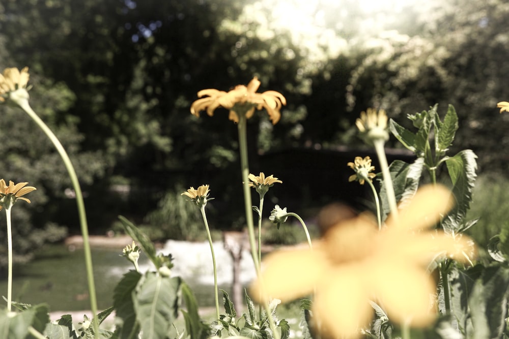 yellow flowers