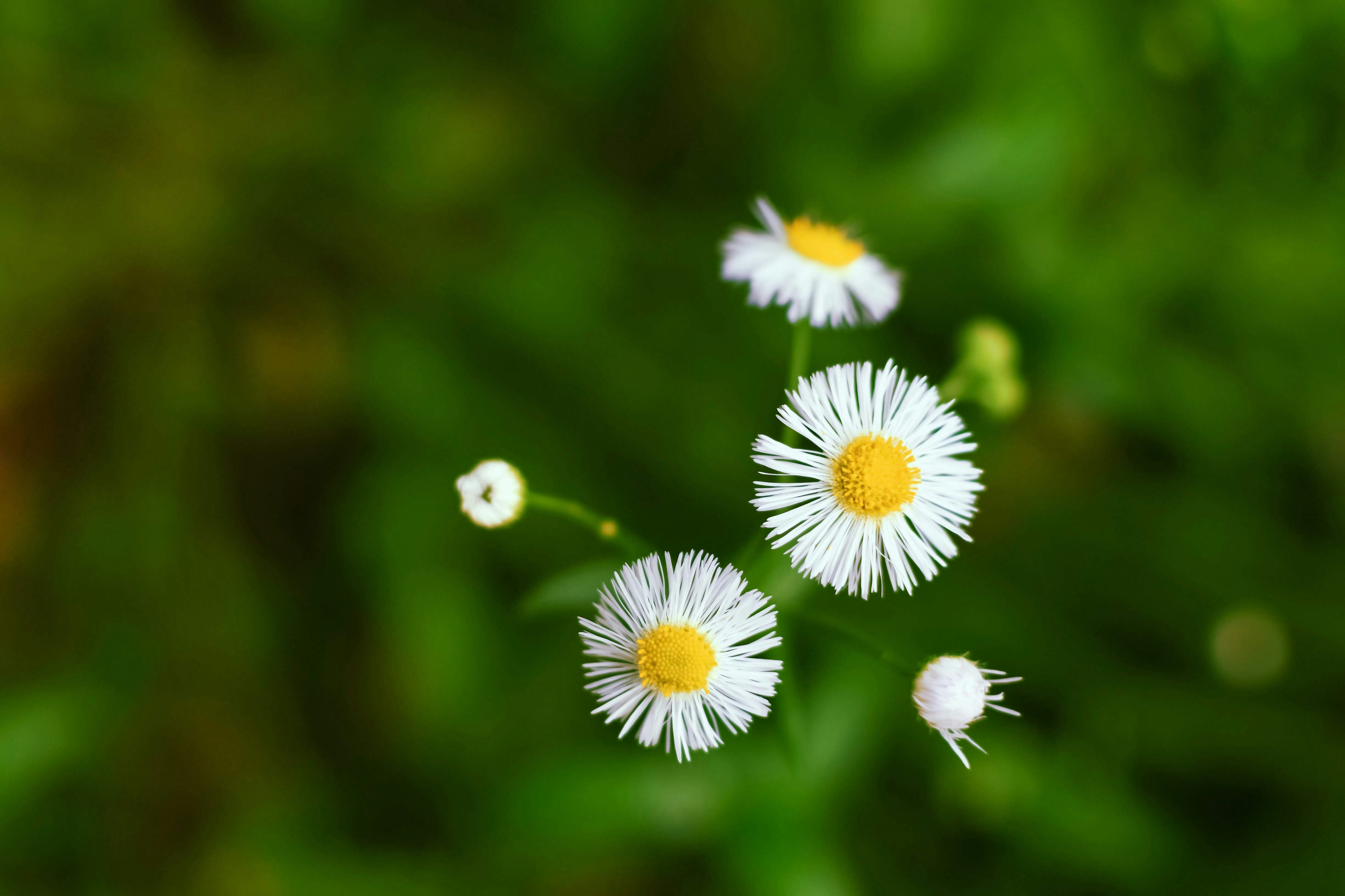 Photo by jizhidexiaohailang