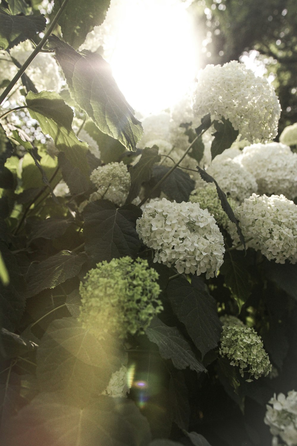 white petaled flowers during daytime