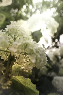 white flower