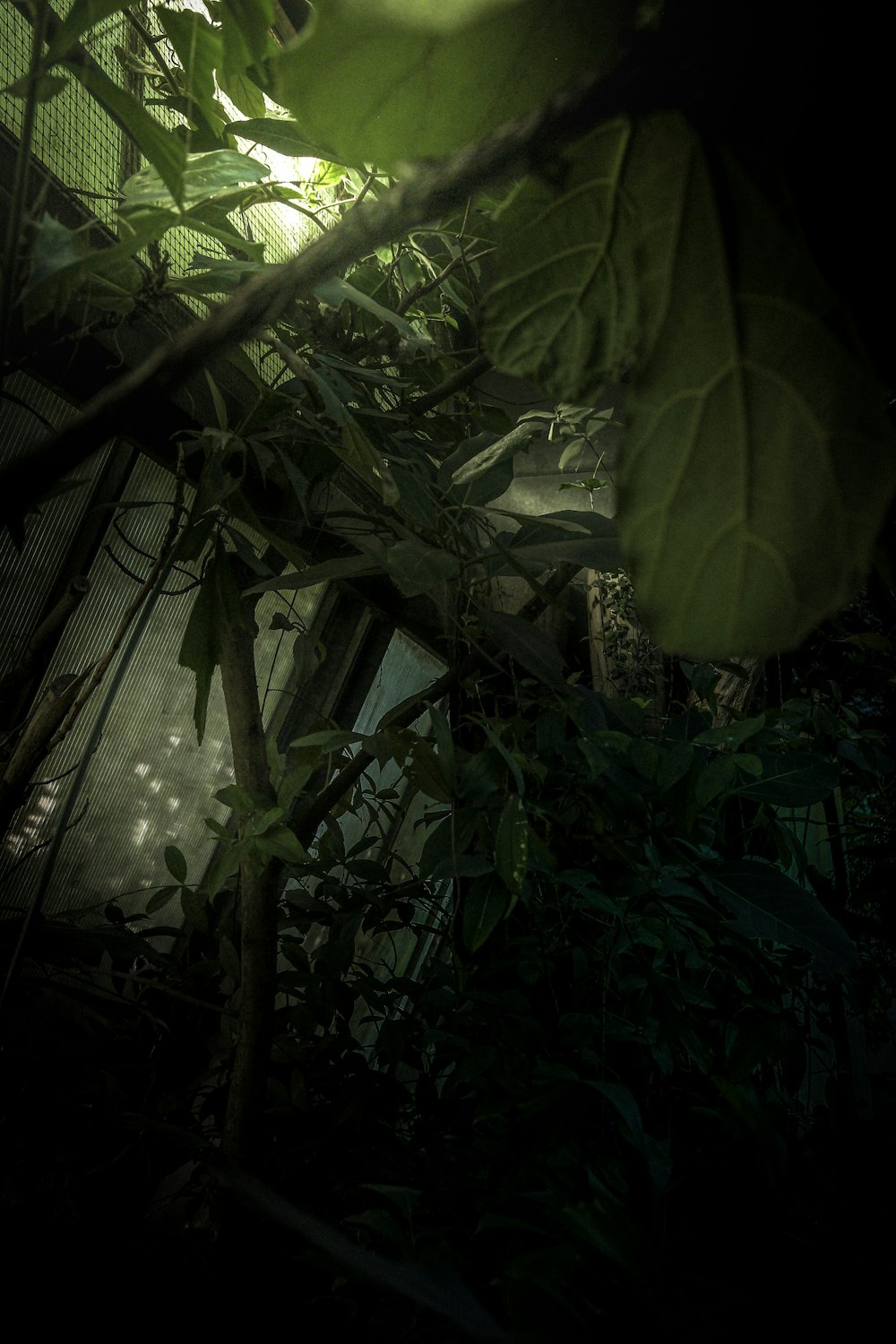 selective focus photo of green-leafed trees at forest