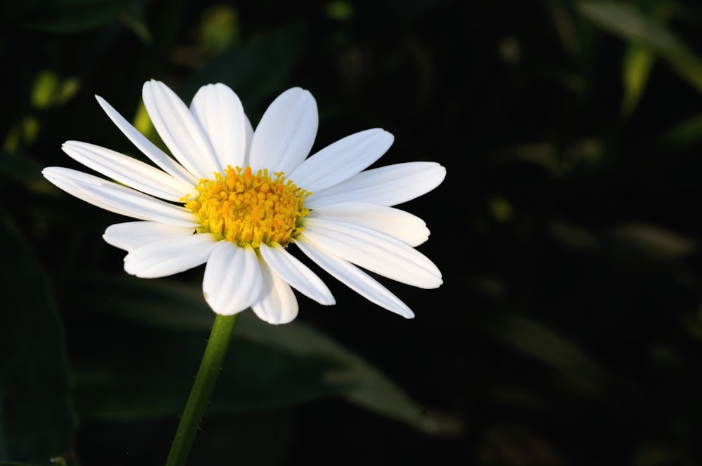 shallow focus photo of white flower