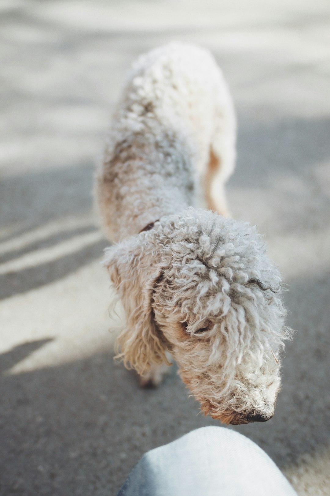 selective focus photo of small long-coated white dog